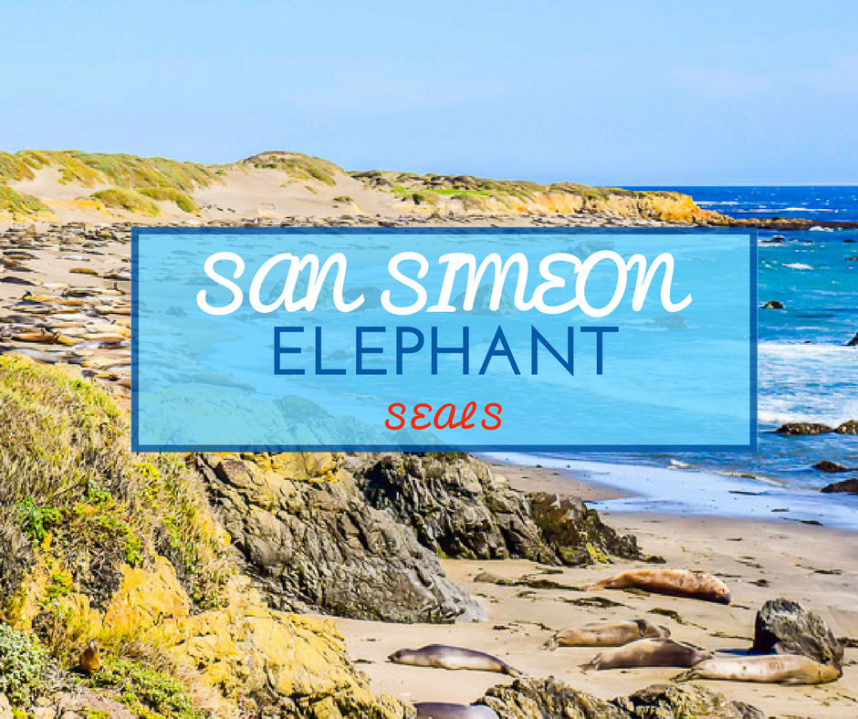 San Simeon Elephant Seals - NiceRightNow