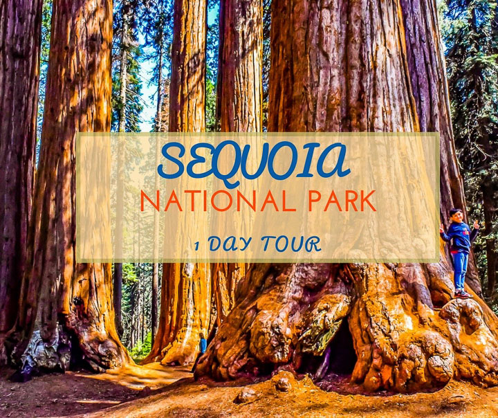 Sequoia National Park 1 Day Tour - NiceRightNow